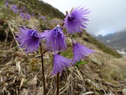 Spettacolo di fiori e marmotte sui sentieri per i Laghetti di Ponteranica – 18magg22  - FOTOGALLERY